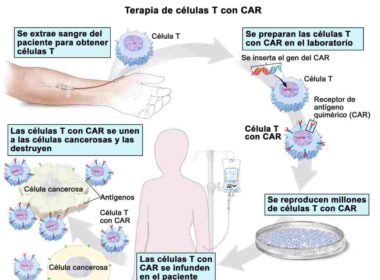 fase 2 los datos demuestran la eficacia perifosine prometedores en el tratamiento de la leucemia avanzada el linfoma y el mieloma múltiple