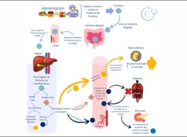 la fructosa no aumenta la ingesta de alimentos o peso del impacto una extensa investigación demuestra