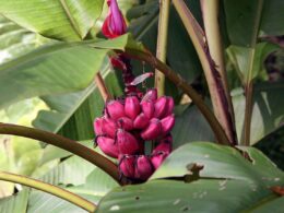 Musa velutina platano rosa