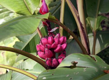 Musa velutina platano rosa