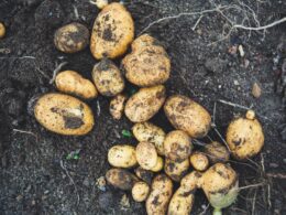 Cultivo de papas con papas compradas en la tienda