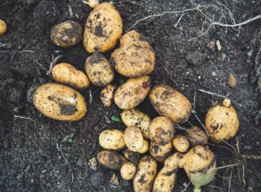 Cultivo de papas con papas compradas en la tienda