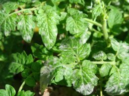 plantas de tomate con Leveillula