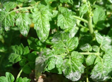 plantas de tomate con Leveillula