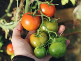 Cuánto tiempo demora el tomate en crecer