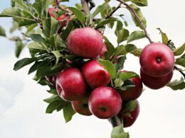 Tipos de manzanas