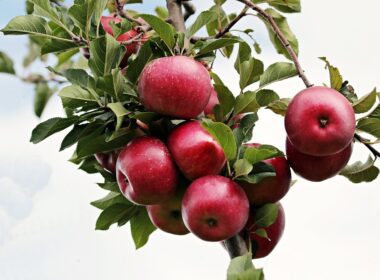 Tipos de manzanas